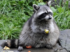 raccoon, VEGETATION