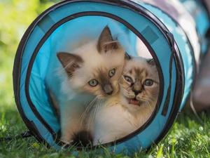 blue, tunnel, cats, Ragdoll, Two cars