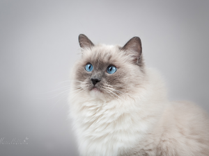 cat, Blue, Eyes, Ragdoll