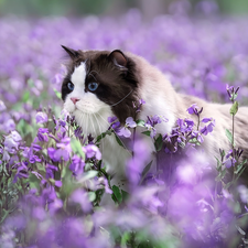 cat, purple, Flowers, Ragdoll