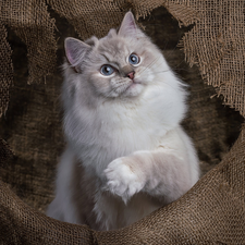 cat, Windswept, stuff, Ragdoll