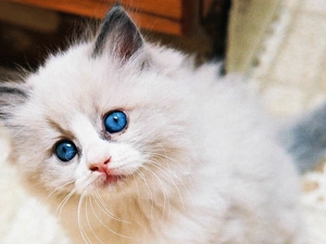 kitten, Blue, Eyes, Ragdoll
