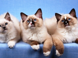 Ragdoll, Three, puss