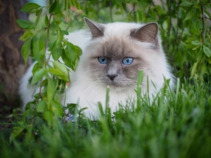 Ragdoll Cat, fluffy, Eyes, grass, Blue, white and gray