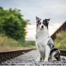 sitter, ##, railway, Border Collie