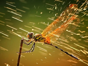 Close, dragon-fly, Rain