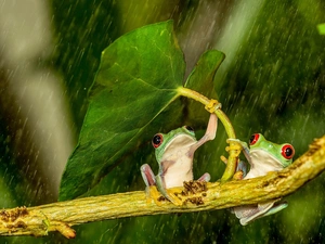 Rain, frogs, leaf