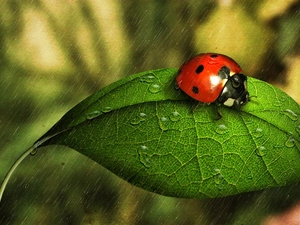Rain, ladybird, leaf