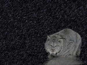 Rain, Lynx