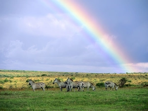 Sky, Zebra, Great Rainbows