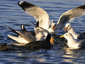 rally, gulls, water