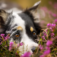 rapprochement, heathers, Australian Shepherd, muzzle, dog