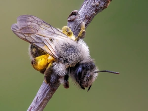 bee, rapprochement, Close, Mining Bee