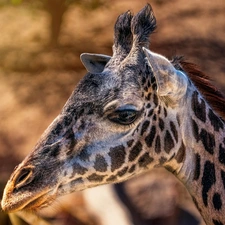 rapprochement, giraffe, Head