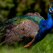 rapprochement, Bird, peacock