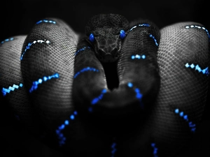 Eyes, rapprochement, Snake, Blue, Gray