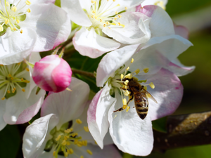 Flowers, Fruit Tree, rapprochement, bee, twig, White