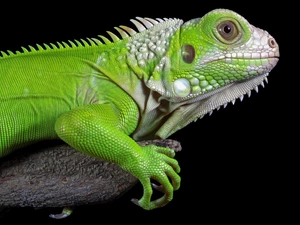 Iguana, rapprochement, trees, Green Iguana
