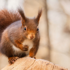 rapprochement, squirrel, trunk