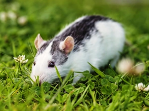 rat, grass