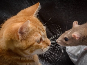 rat, ginger, kitten