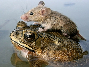 water, strange frog, rat