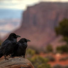 birds, Ravens