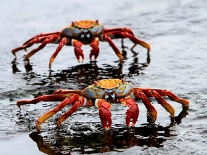 Red, Crabs