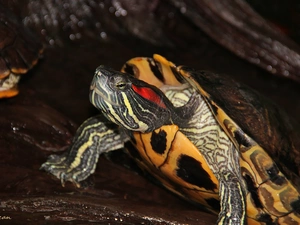 reptile, red-eared slider, decorated