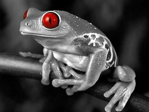 Eyes, strange frog, Red