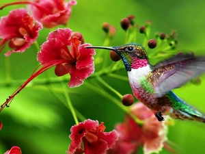 colorful, Red, Flowers, humming-bird