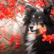 dog, Red, Flowers, shetland Sheepdog