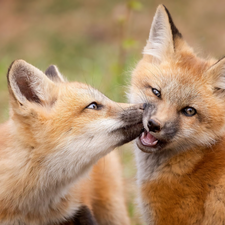 fox, red head, Two cars