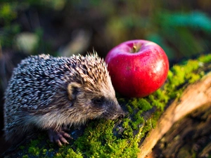 hedgehog, Apple, Moss, Red