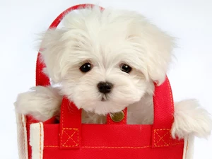 Puppy, red hot, bag, Maltese