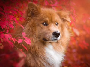 dog, Red, Leaf, Rurasier Spitz