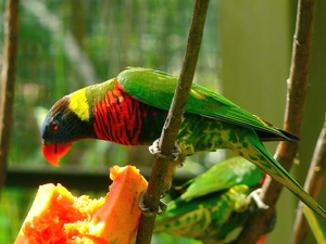 Red-green, parrot