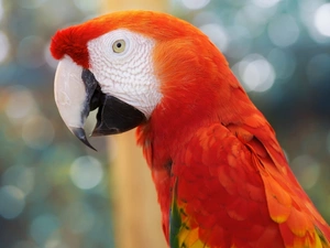 red hot, parrot
