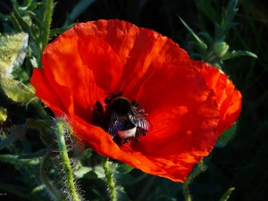 Insect, dumbledor, Red, red weed, Colourfull Flowers