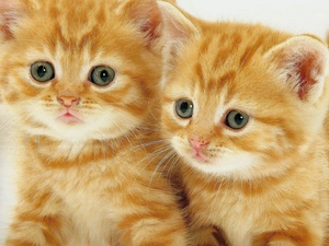 puss, portrait, sweet, red head, Two cars