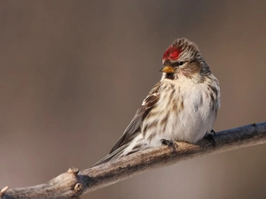 redpoll, birdies, twig