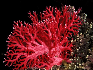 reef, coral