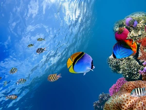 reef, color, fishes