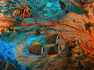 reef, color, fishes