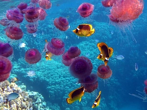 reef, fish, jellyfish