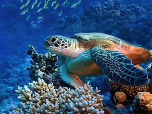 reef, turtle, Ocean