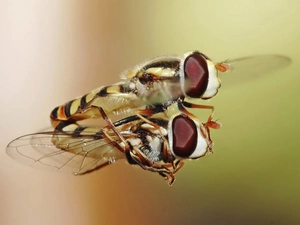 reflection, fly, Close