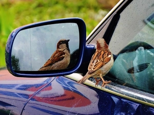 reflection, sparrow, mirror