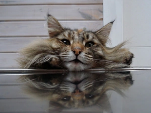 Table, reflection, mouth, paws, cat