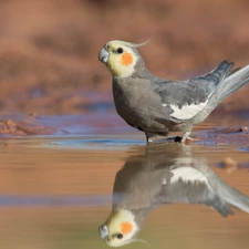 water, reflection, parrot, nymph, Bird